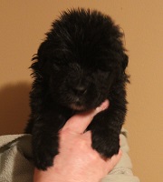 Newfoundland pup image: Gene at 3 weeks