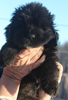 Newfoundland pup image: Gene