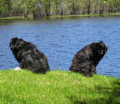 Georgie and Ella contemplating a swim!