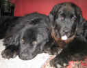 Newfoundland dogs:  Georgie (left) and Ella (right)