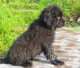 Newfoundland pup image:  Georgie