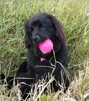 Newfoundland dog: Gerda enjoying her summer holidays!