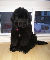 Newfoundland dog: Gerda