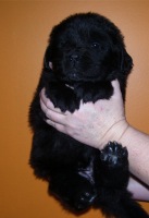 Newfoundland pup: Bailey (Ike x Navy)