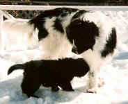 Image of Newfouland dogs Gracie and Mary