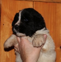 Photo of a Landseer Newfoundland puppy: Grant