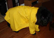 Guinness sporting a lovely yellow raincoat.