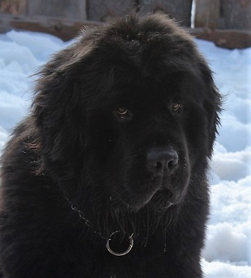 Newfoundland stud dog: Caramor's Hank