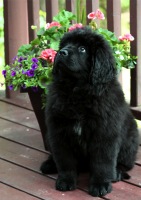 Newfoundland pup: Hannah