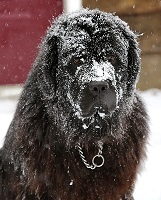 Newfoundland dog image: Hannah