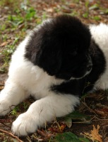 Newfoundland pup: Barnaby (Ike x Navy)