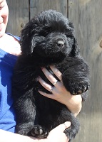 Newfoundland pup image: Hudson at 6 weeks