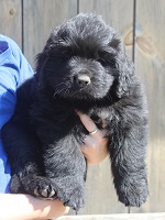 Newfoundland pup image: Hudson at 6 weeks