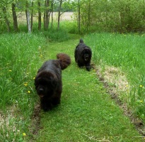 Newfoundland dogs: Ike & Sammy (behind)