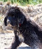 Newfoundland puppy photo: Caramor's Isla (Excalibur x Penny)