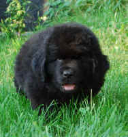 Newfoundland pup Bo at 7 weeks old