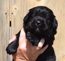 Newfoundland pup Sadie May at 2 weeks 