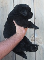 Newfoundland pup Sadie May at 3 weeks 