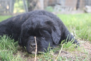 Newfoundland pup Sadie May at 4 weeks 