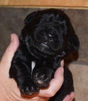 Newfoundland pup Sadie May at 5 days old