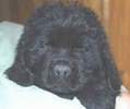 Newfoundland pup 'Caramor's Murphy's Law' (Cabot x Rosie)