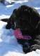 Newfoundland puppy image: Zelda at 8 weeks
