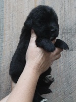 Newfoundland puppy: Kenzi