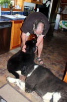 Newfoundland pup: Koira with Landseer friend 'Kweli'