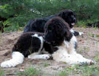Landseer Newfoundland puppy:  Kweli 