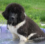 Landseer Newfoundland pup, 'Kweli' enjoying her pool.