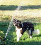 Kweli having fun in the sprinkler