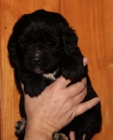 Photo of a Newfoundland puppy: Leonidas
