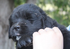 Newfoundland puppy: Logan