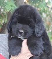 Newfoundland puppy: Logan