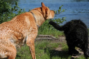 Lola May playing with Borden (Labrador Retriever)