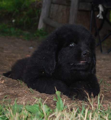 Newfoundland pup Duncan at 7 weeks of age