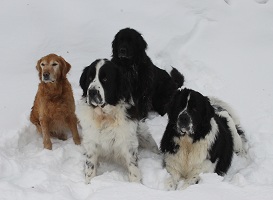 Neo (Golden Retriever), Louise (Diesel's mother), Diesel & Daisy (black)