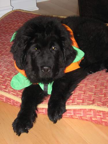 Newfoundland puppy image:  Lucy Maud in her Halloween costume!