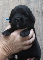 Newfoundland puppy: Luke