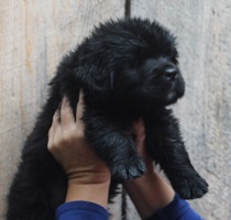 Newfoundland puppy: Luke
