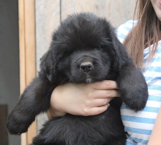 Newfoundland puppy: Otis at 7 weeks
