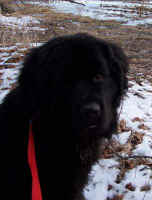Newfoundland dog image:  Mabel 