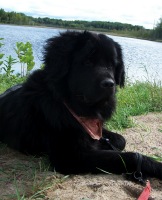 Mabel (Navy pup) 