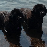 Newfoundland dogs: Maggie & Bailey