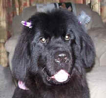 Maggie decked out with bows in her hair!