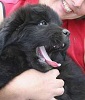 Newfoundland puppy photo: Cumara's Maggie (Cruiser x Rosie)