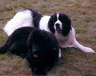 Maggie & Molly (Landseer) October 2008