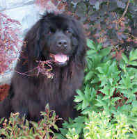 Newfoundland dog image:  A freshly groomed Maggie!