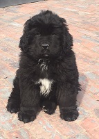 Newfoundland pup Manny at 9 weeks