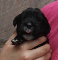 Newfoundland puppy: Marlee